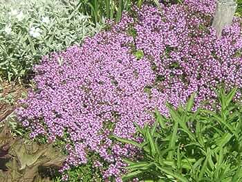 Thyme Creeping 50 Seeds